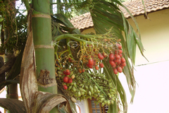 Areca triandra